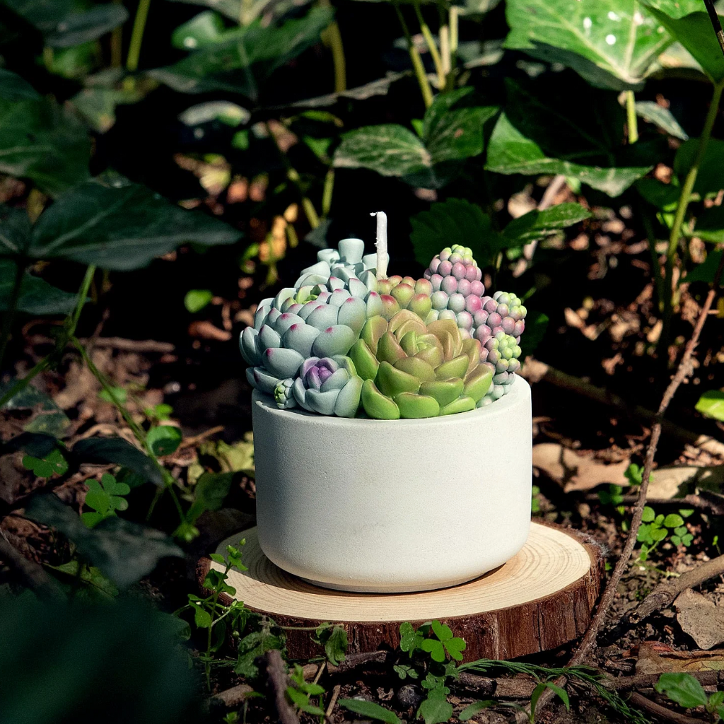 succulent candle plant Succulent Candle In Pot – Candlestock