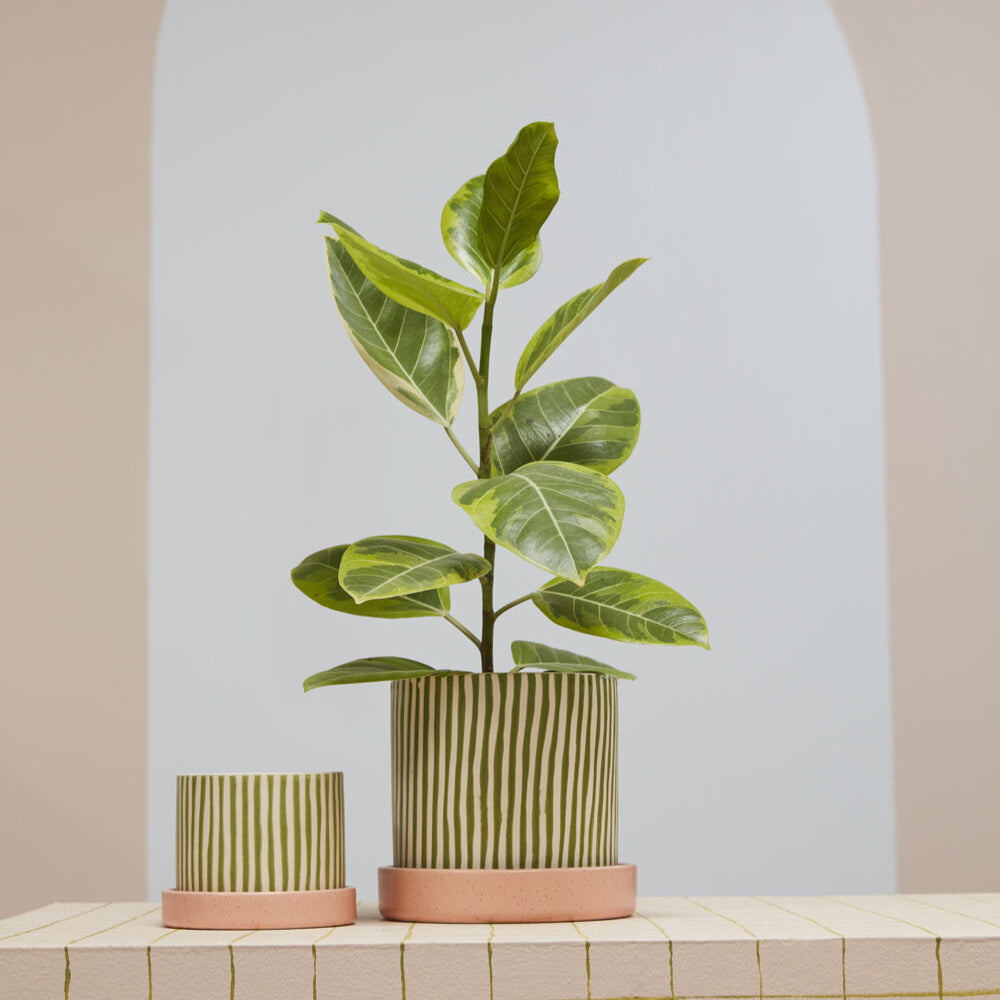 lime green ceramic plant pots Melancia Pot with Saucer