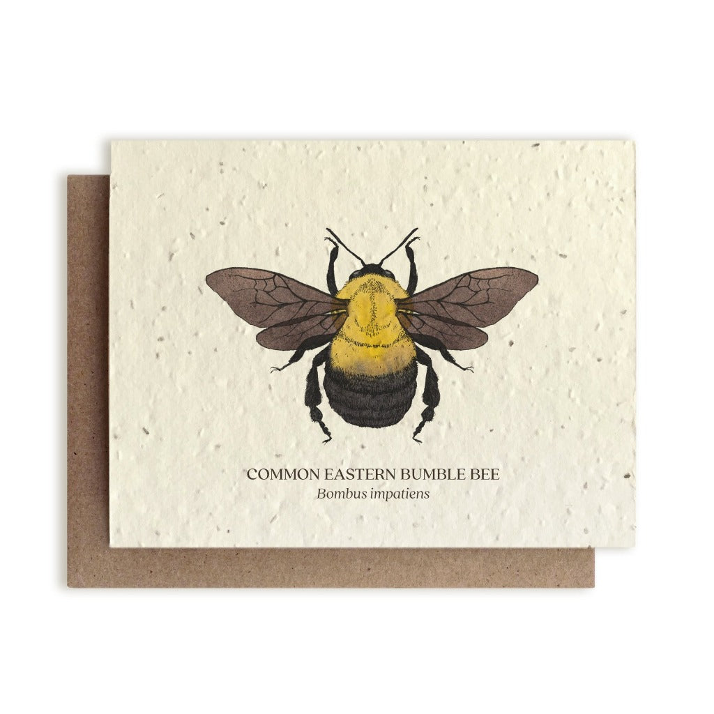 wildflower seed greeting cards Dandelion
